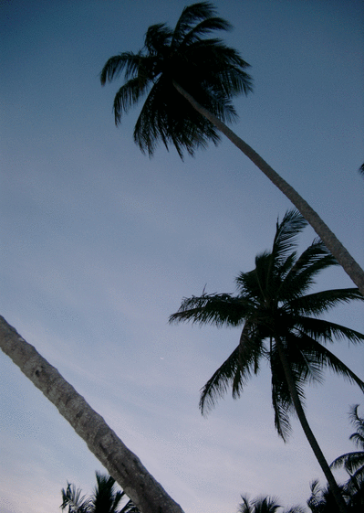 Palmiers le soir
